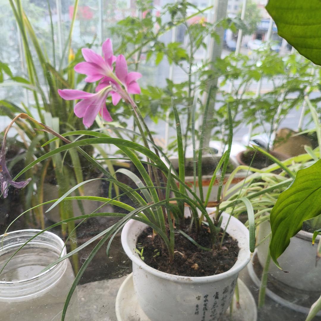 青青草123