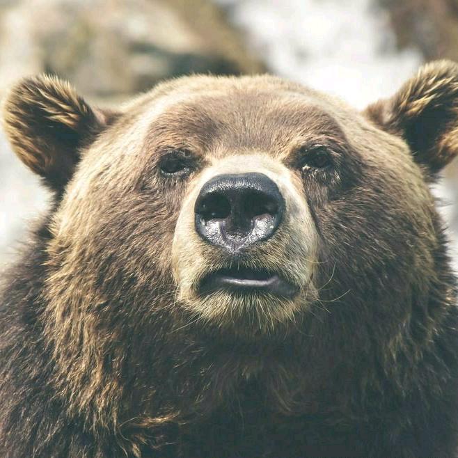 小熊🐻