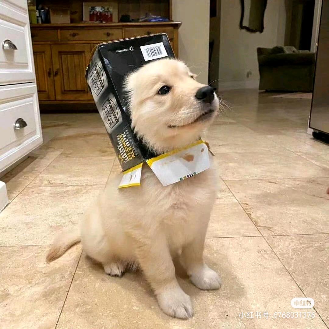 发呆大王