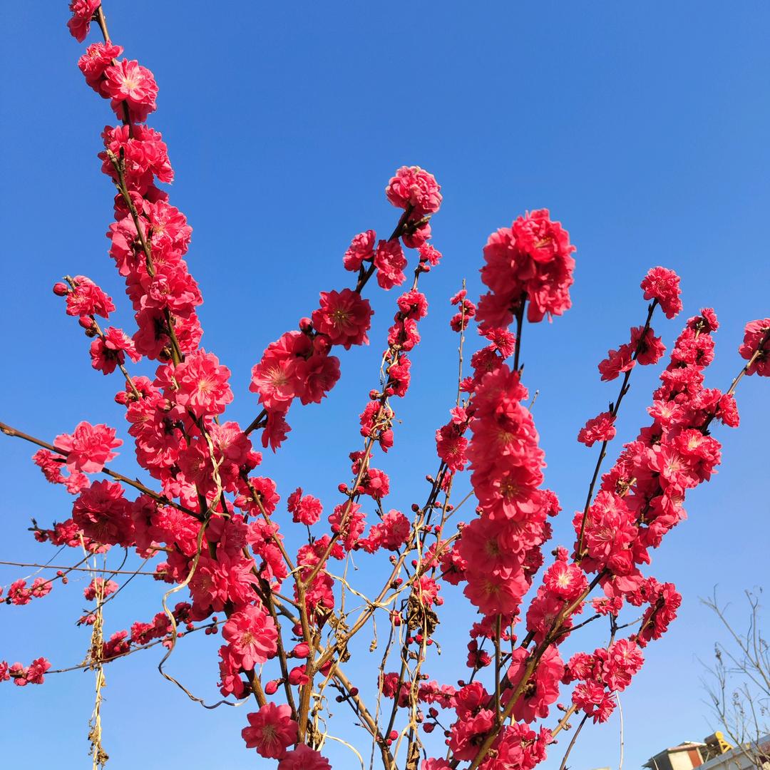 王岭