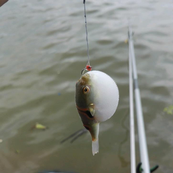 喂鱼哥🐟老王