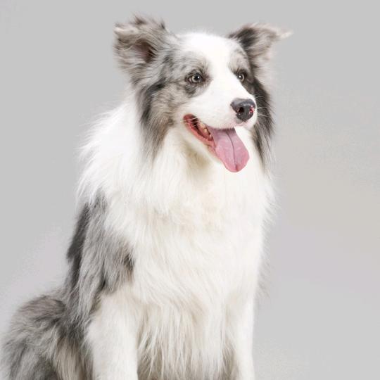 猫粮，狗粮，宠物食品冻干