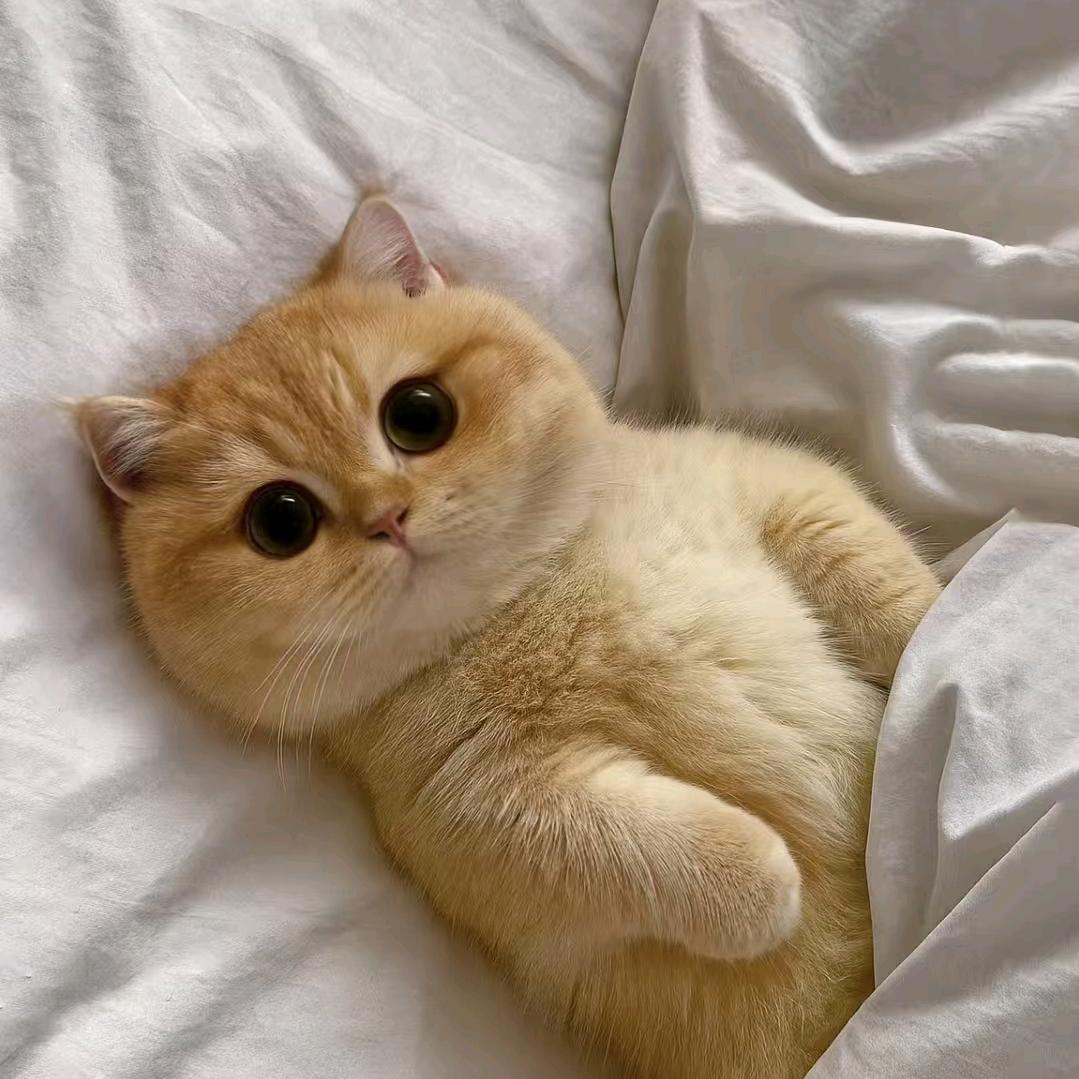 猫星球🐱