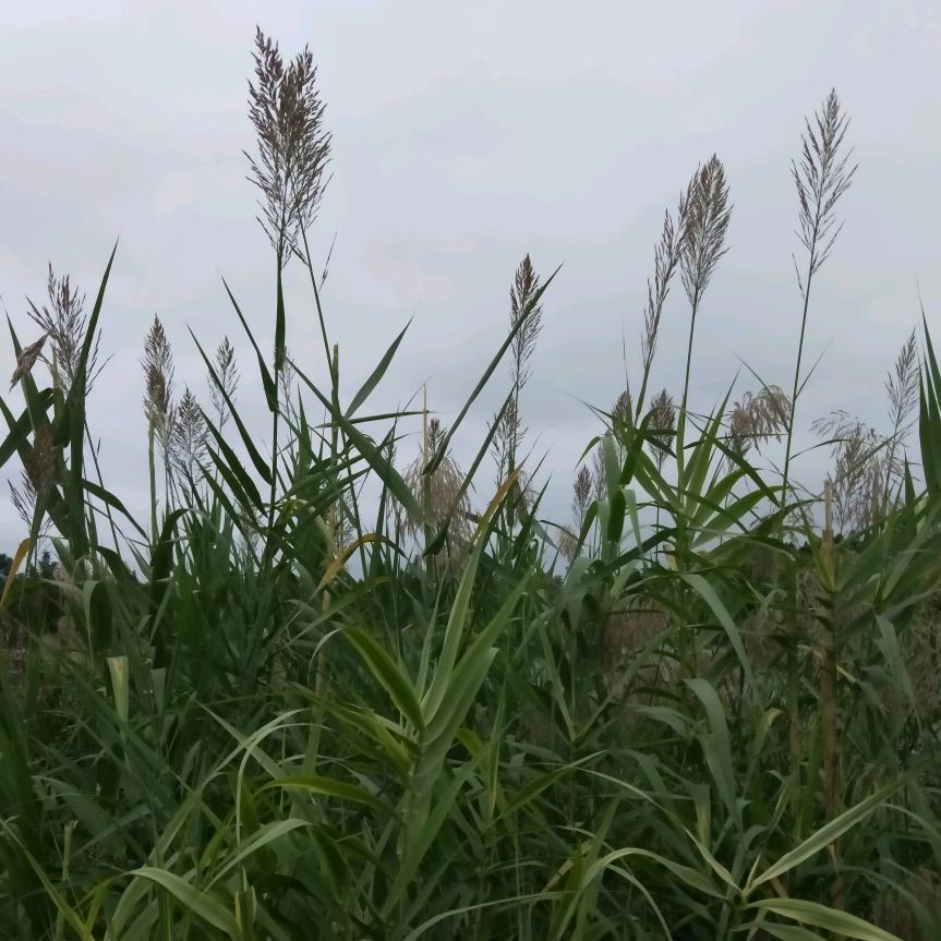 金戈铁马