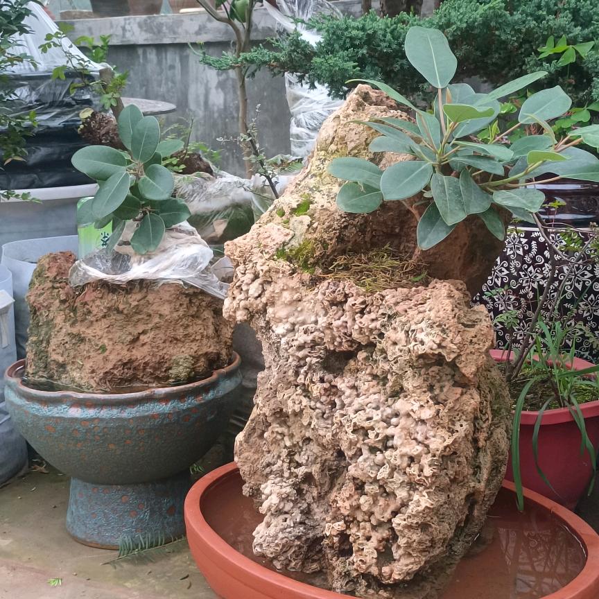 招财小王爷@爱财爱已风生水起