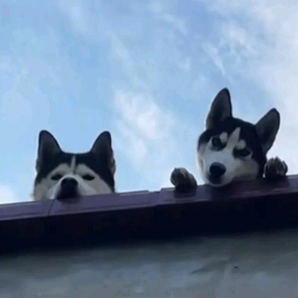 嘻嘻哈哈潮玩星球