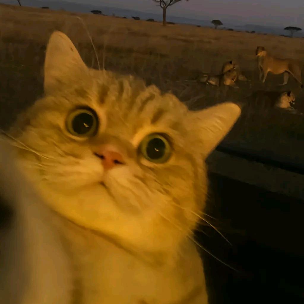 心里有棵枇杷树