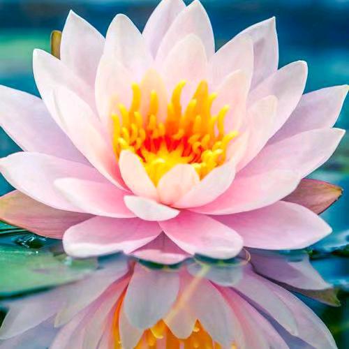 感恩有你:《结缘》