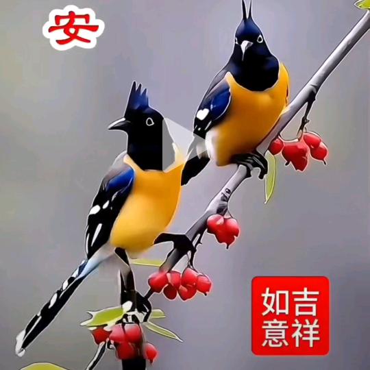 流汇泉51
