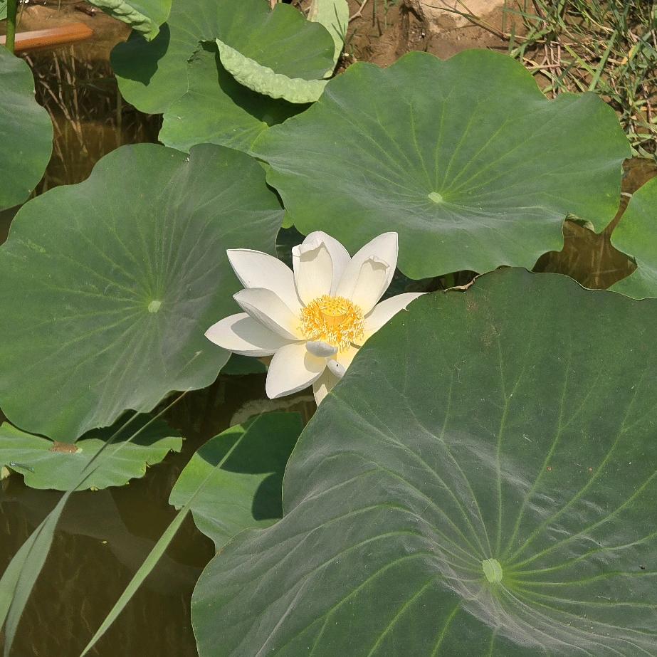 女性成长（小庄）
