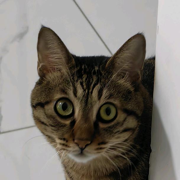 火腿·兰尼斯特