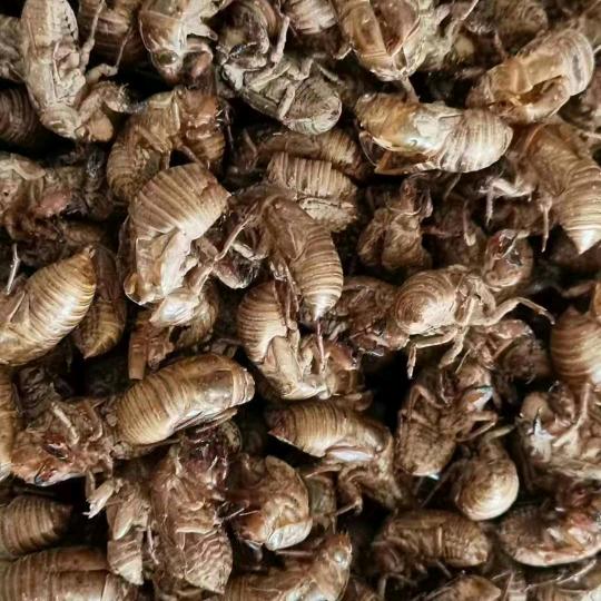 张恒蝉蜕蜂房经营