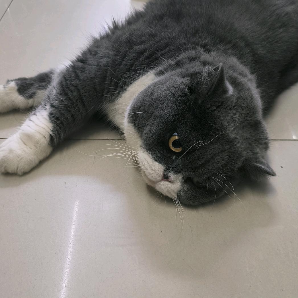 桃安（鸣潮 001）