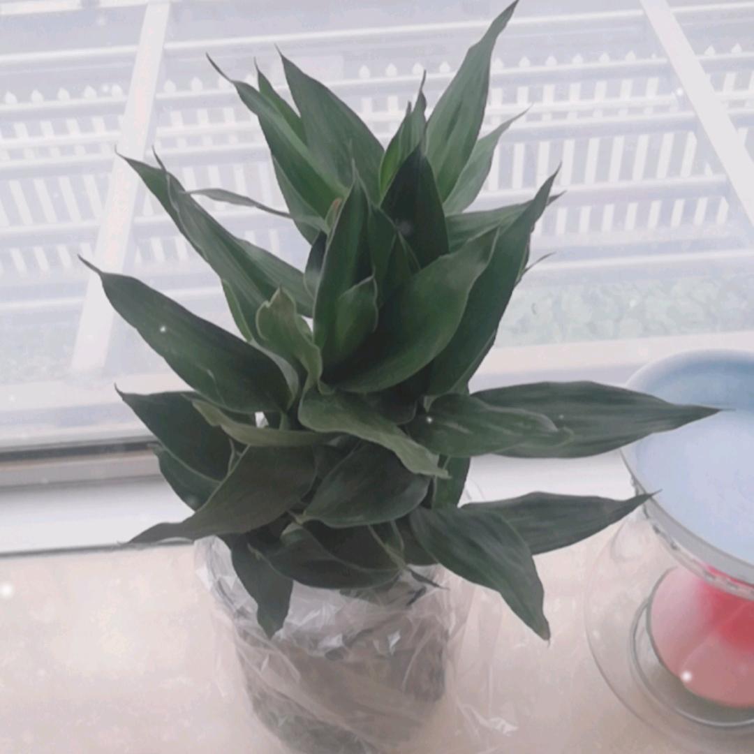 遇树林风