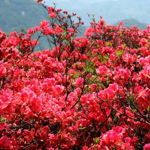 山里红得红