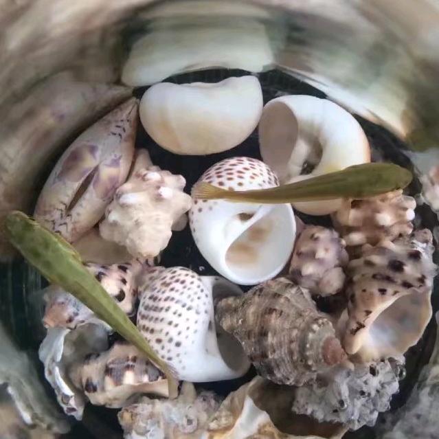 （虫二）㞢㔫