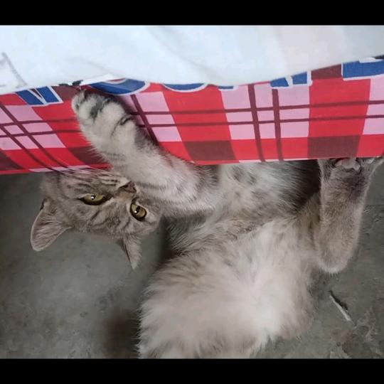 猫咪日常