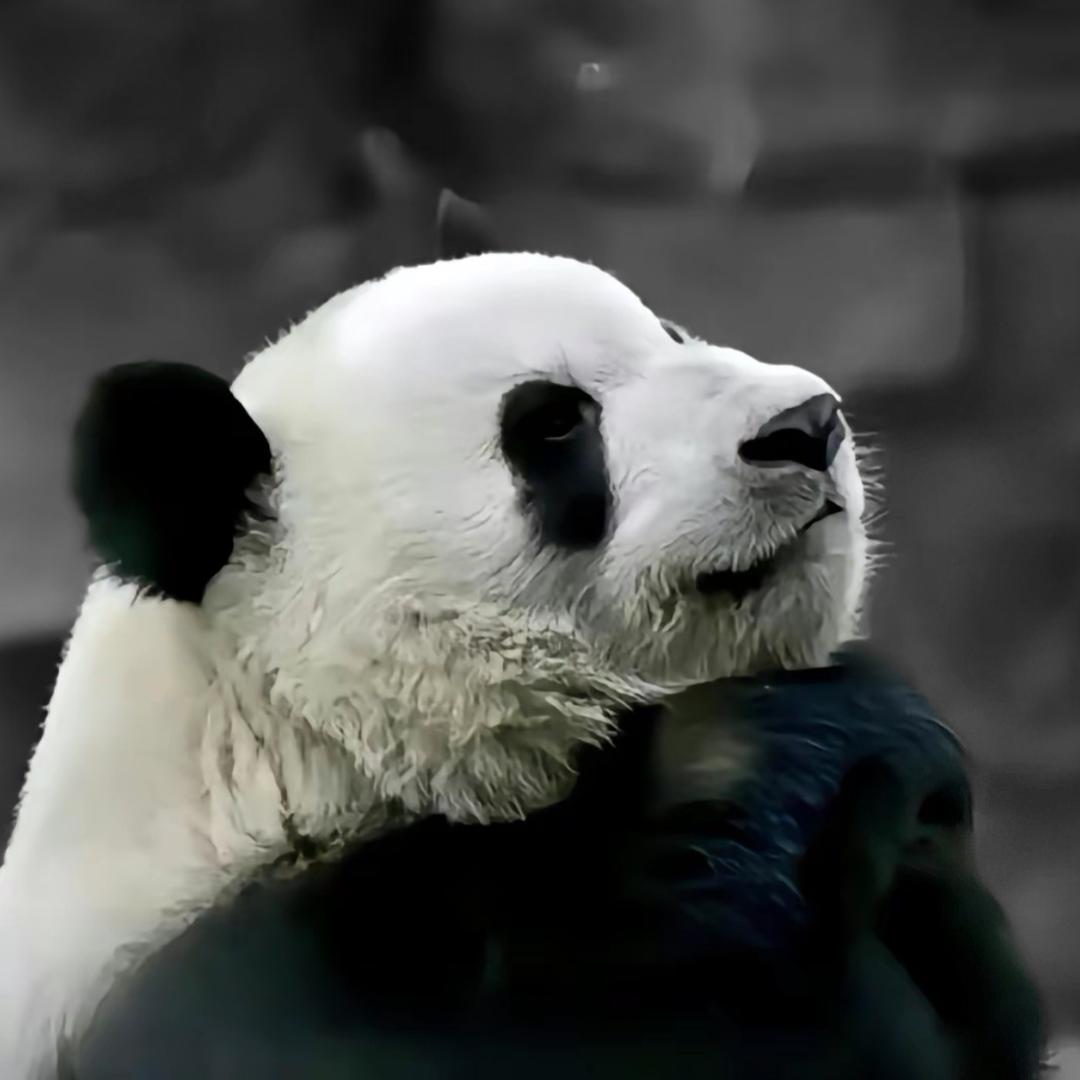 为什么不作?