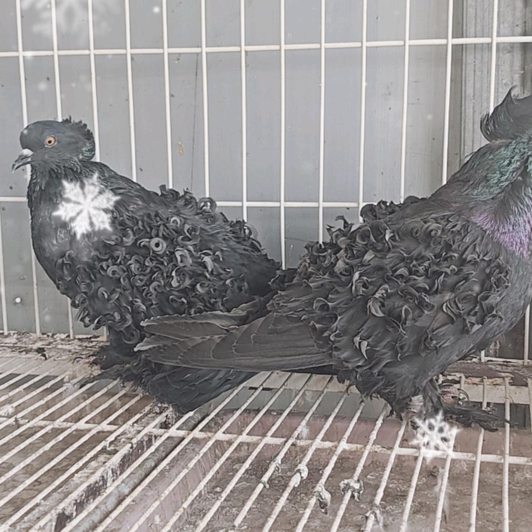 虞营花卉基地（商丘阿豪～各色芙蓉鸽）