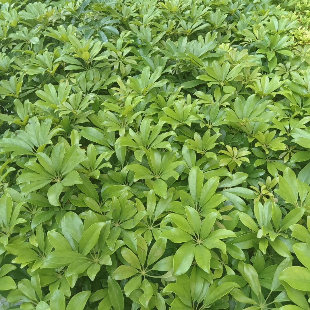 顺意