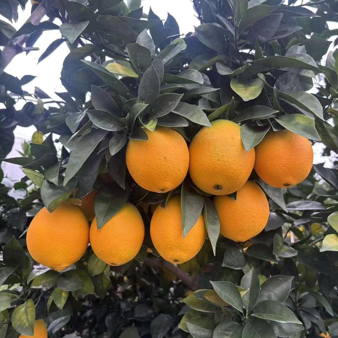 玉清