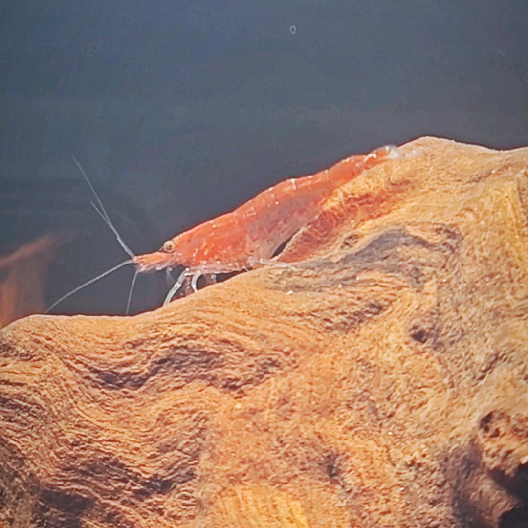 讨杯浊酒解忧愁