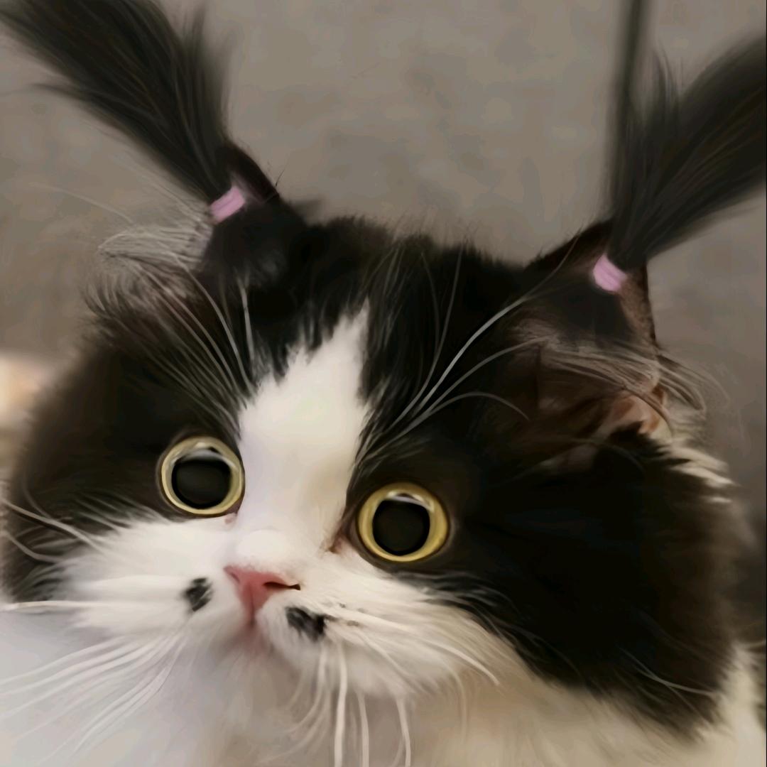 两只翻车鱼