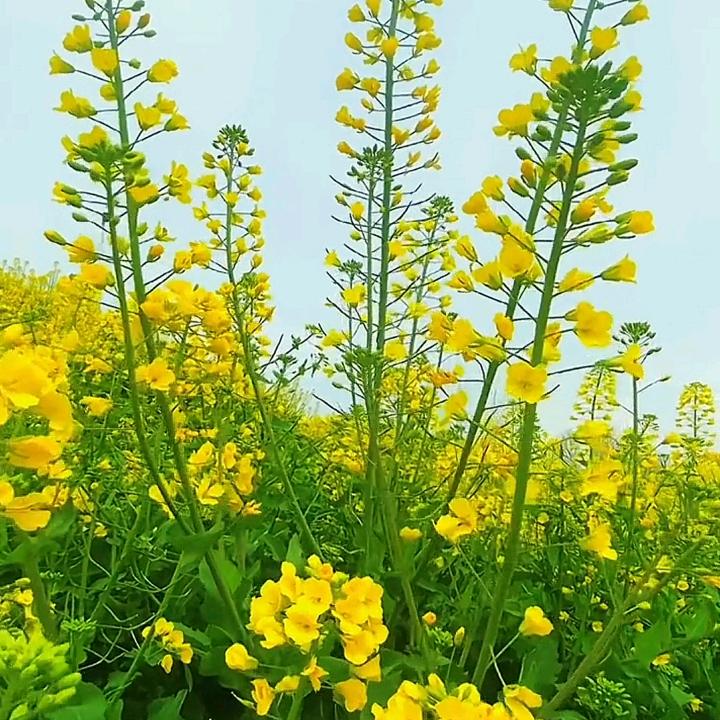 我爱潮汕