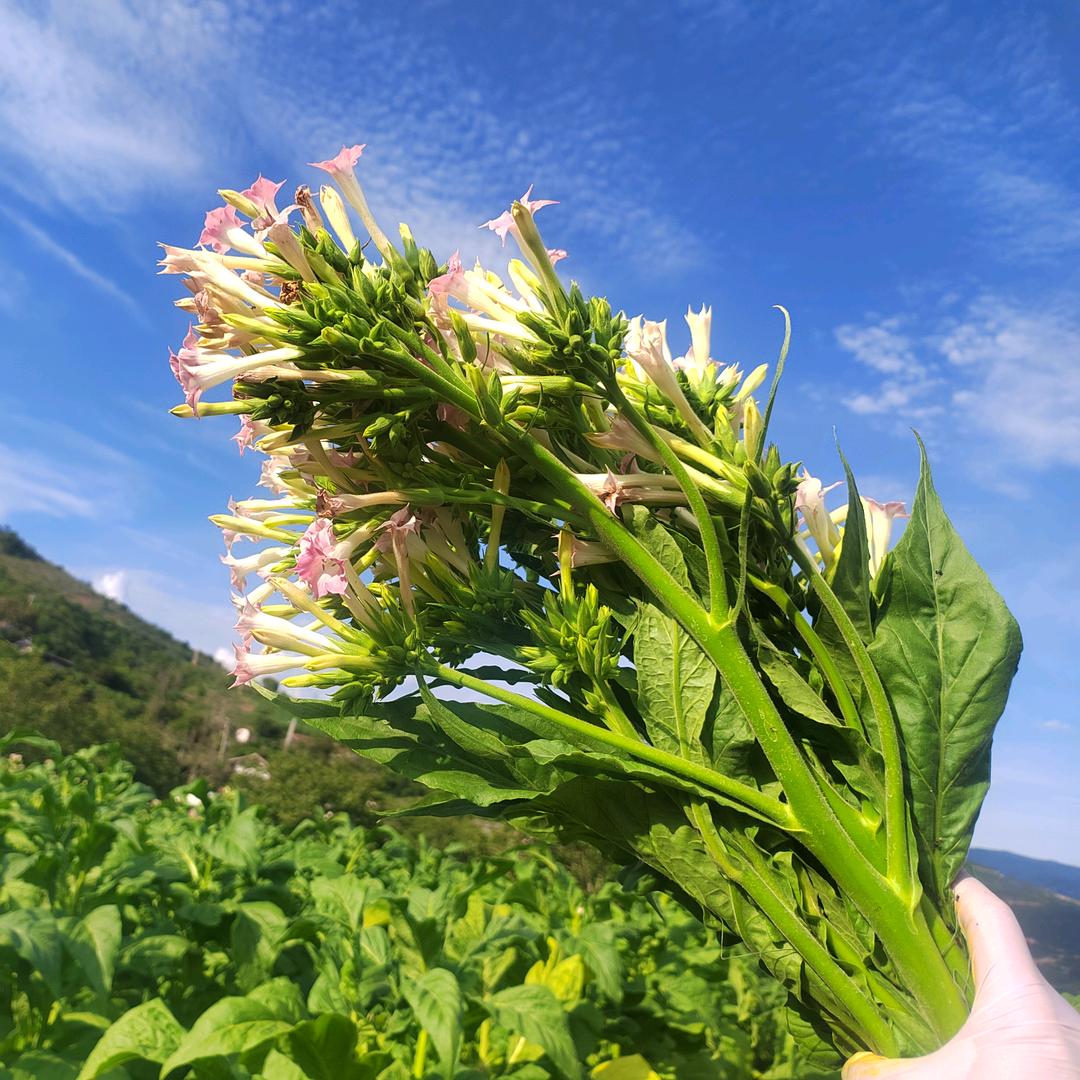 山里姑凉
