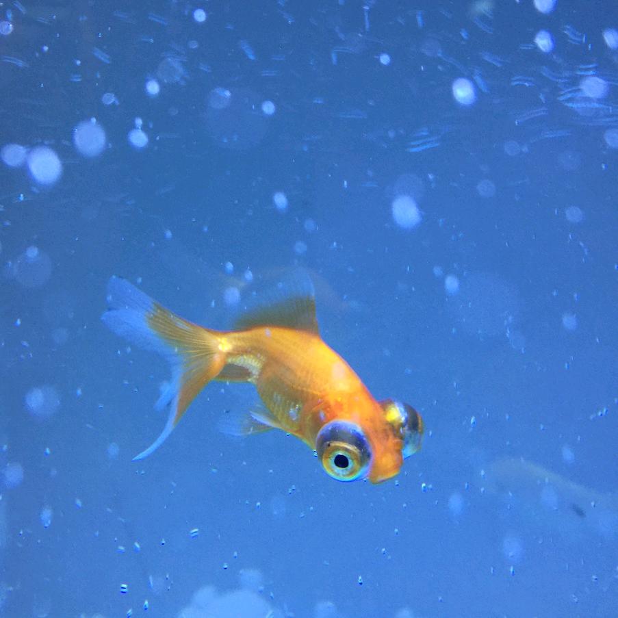 在车河里游泳的鱼