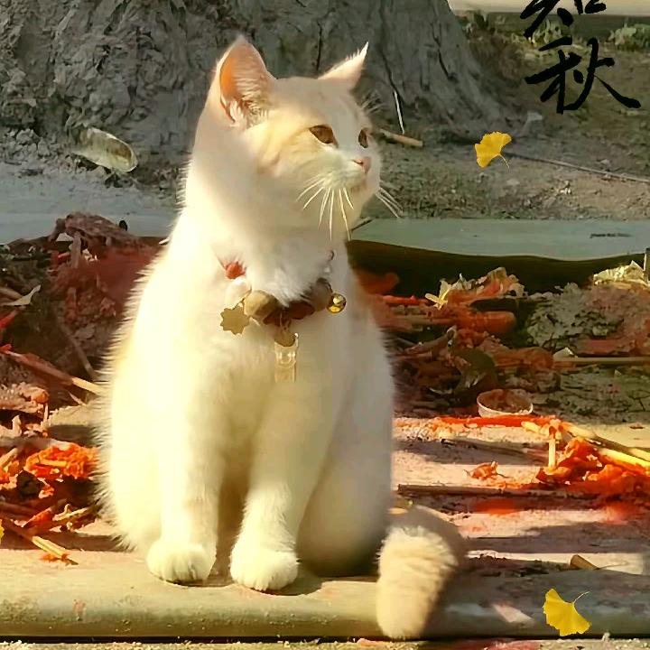 小树朋友🍂头像