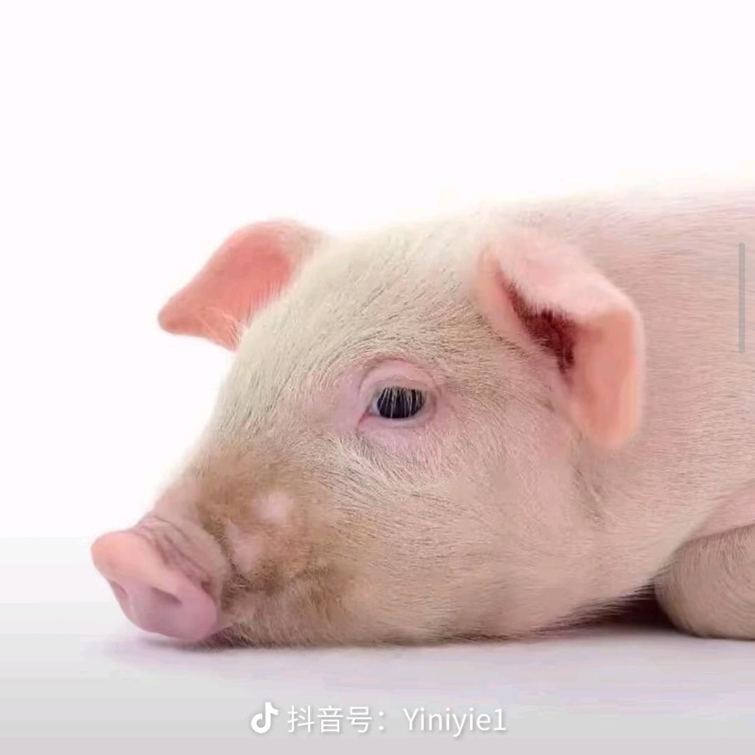 Eed.