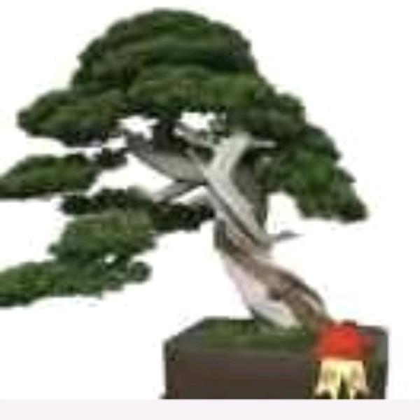 排行老五
