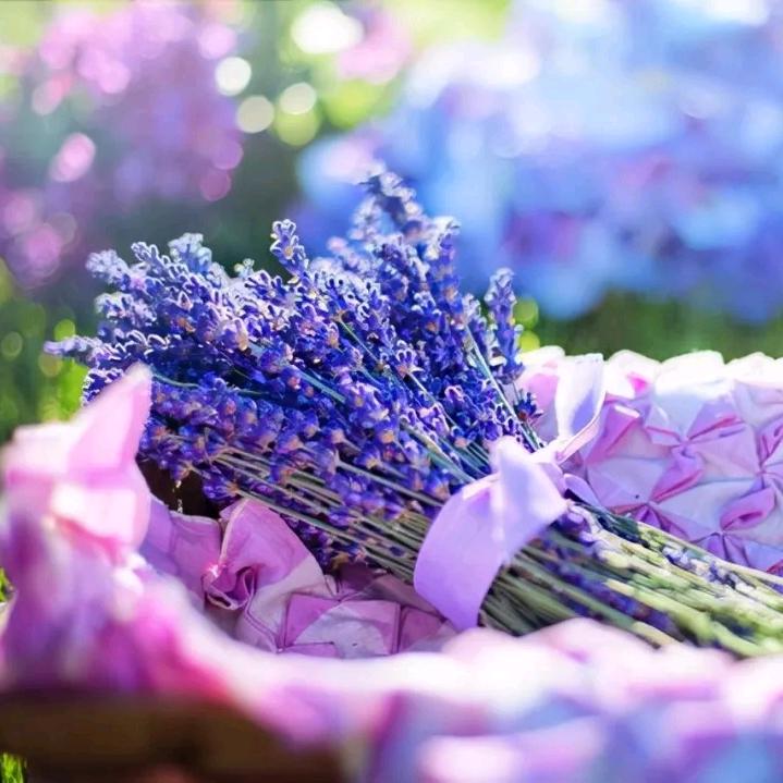 🦋ꦿ໊余生᭄🕊随心᭄ꦿᩚ٭(●—●)