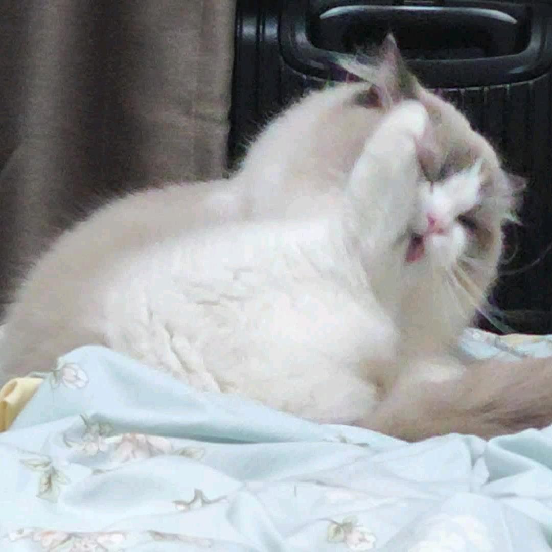 貔貅
