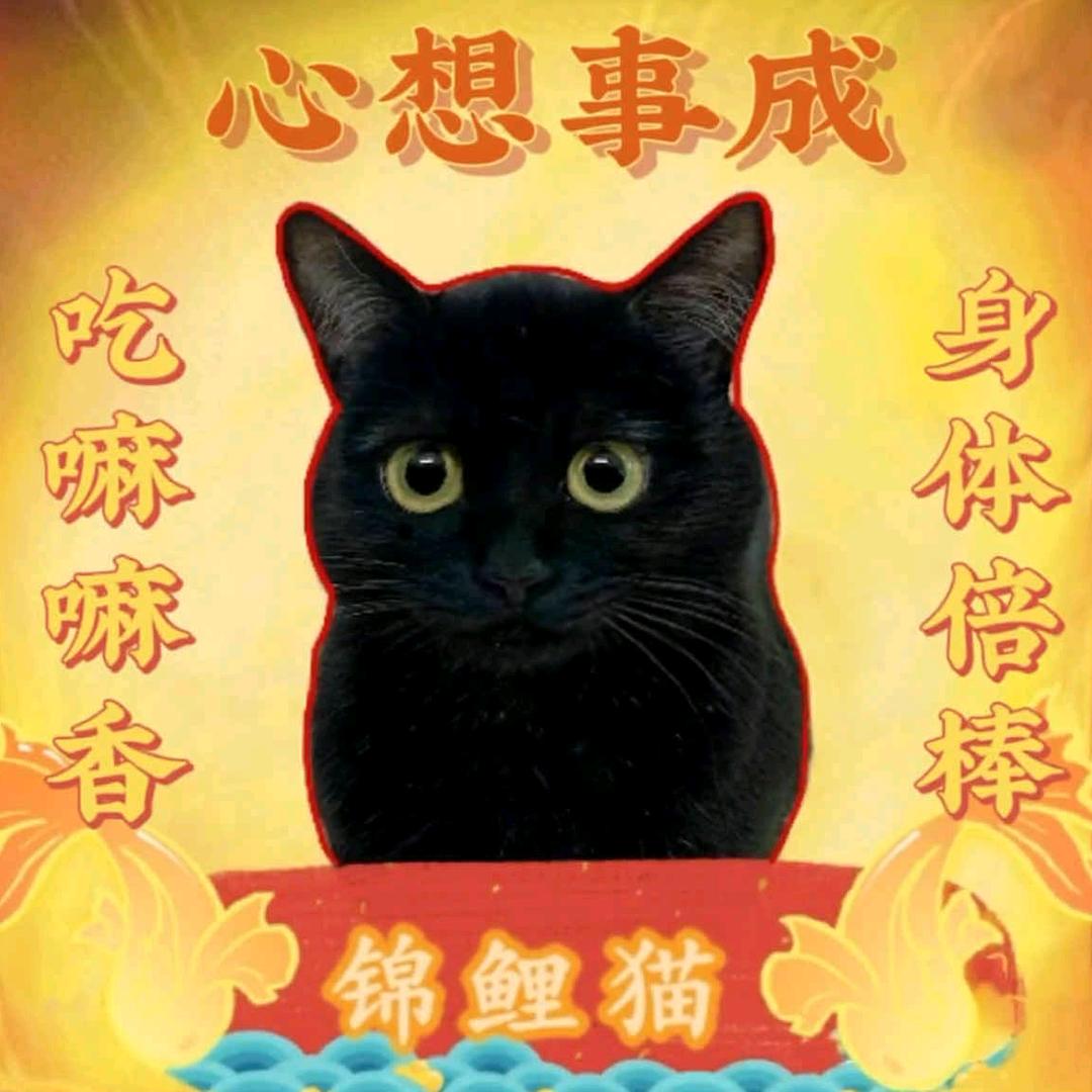 心想事成哦🌈