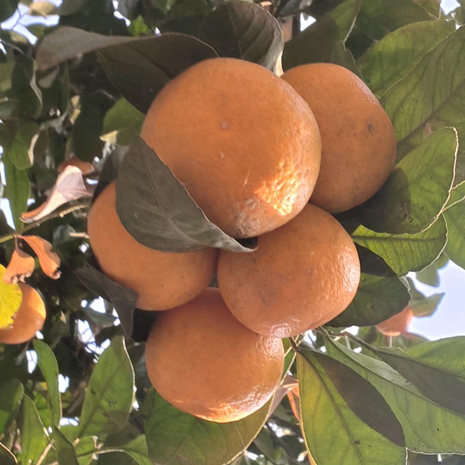 念念她奶奶👵🏻……老卢