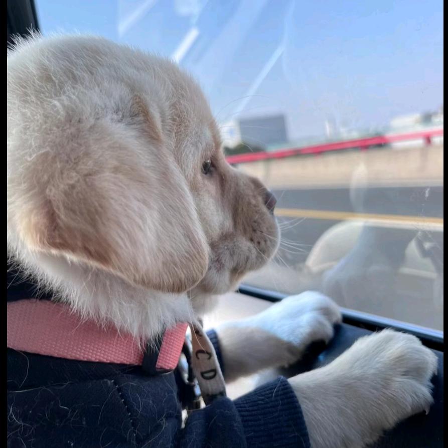 ₍˄·͈༝·͈˄*₎◞ ̑̑