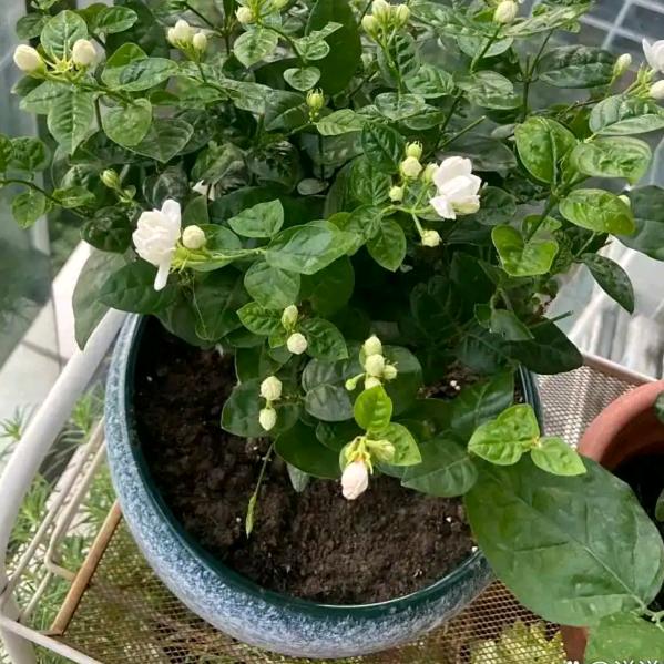 🍎🍎一生快乐🌹🌹