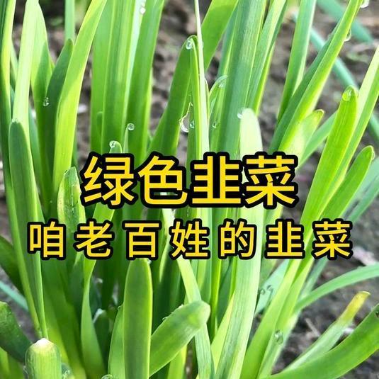 绿色（零农残）韭菜