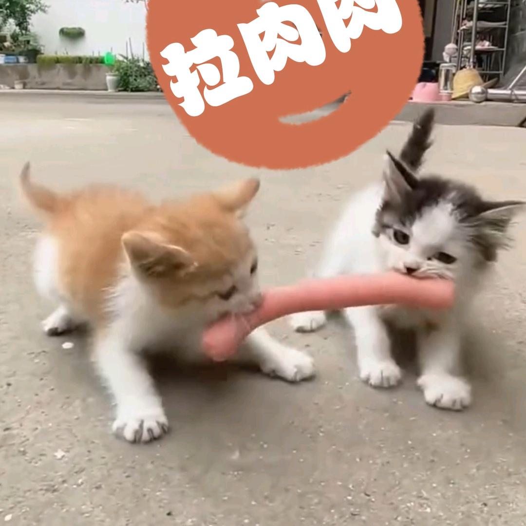 弹幕–殷桃急