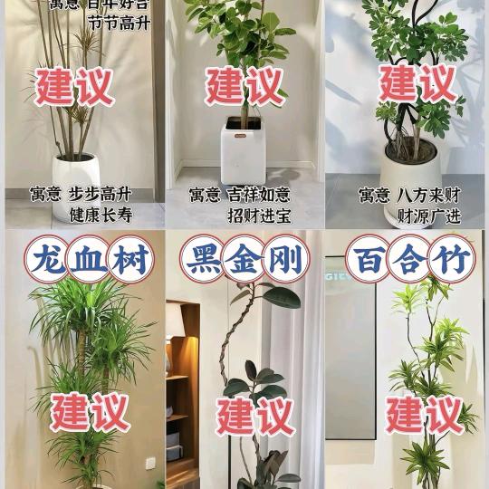 芸芸