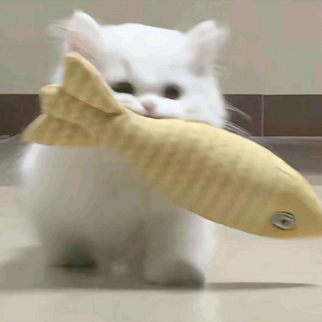 猫猫山大王