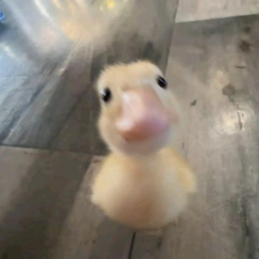 天天在村口喂鸭