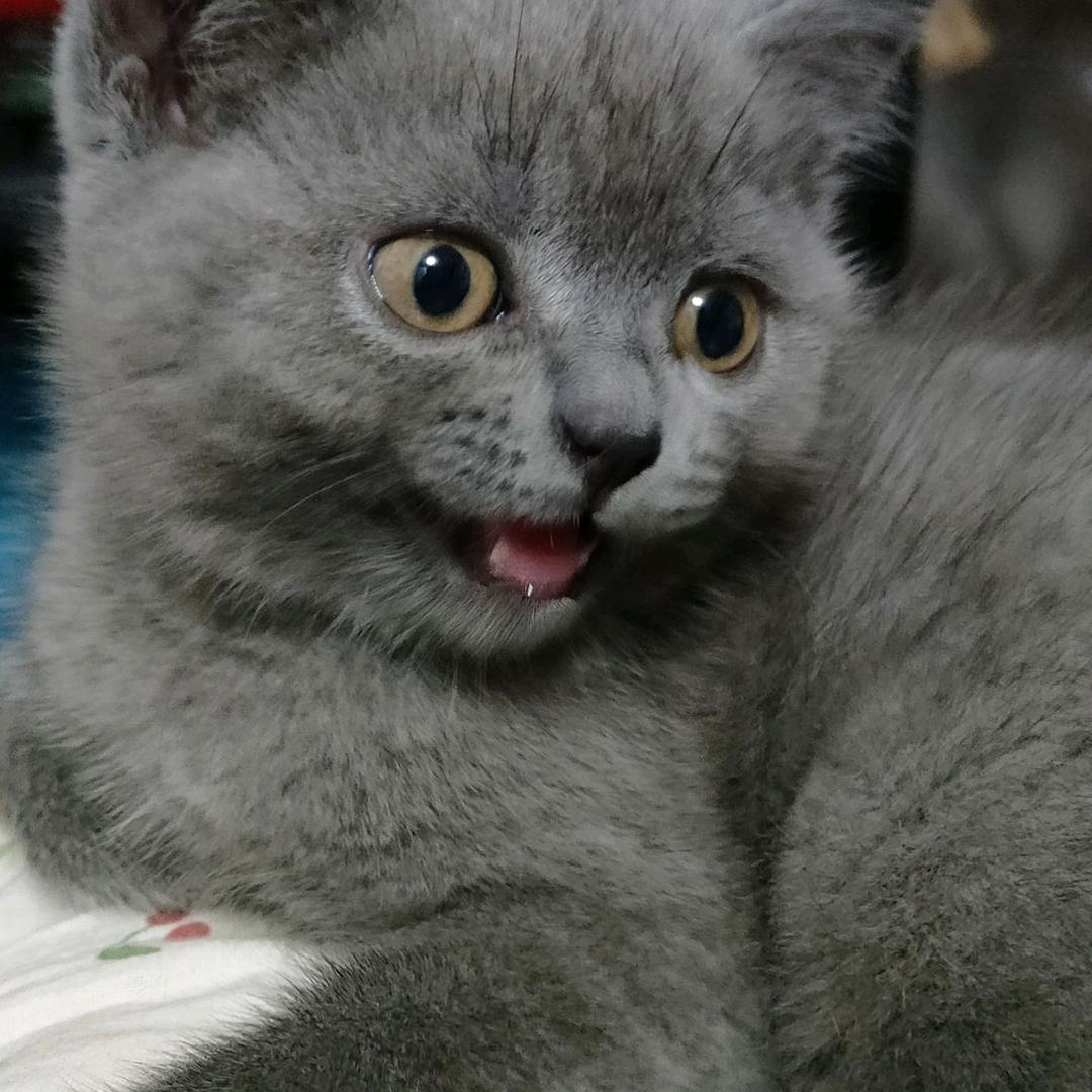 莱