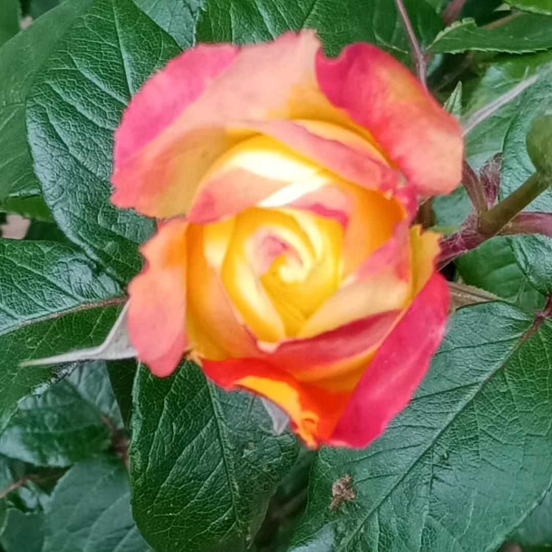 山菏陶 霞姐 拒绝私聊