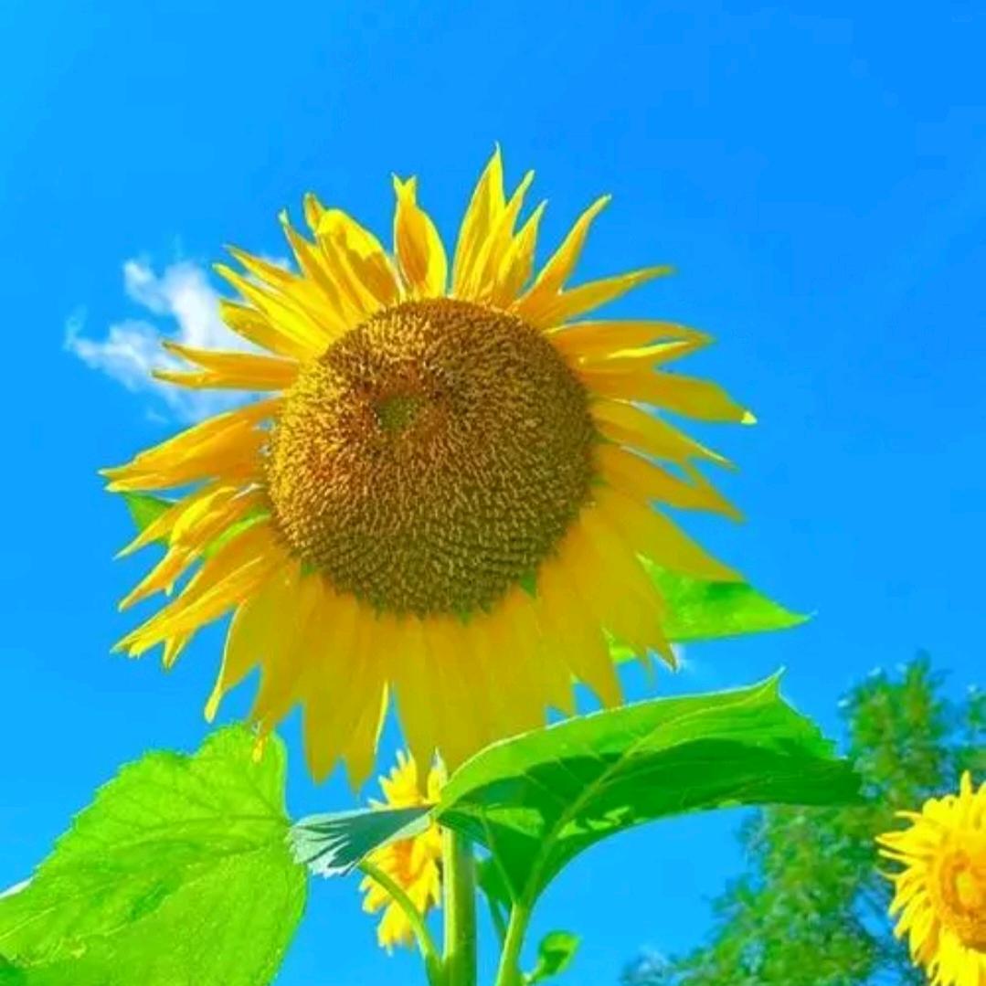 我是一颗星