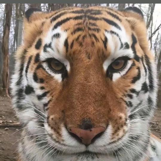 反杀闰土的猹