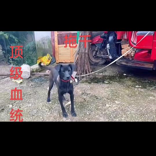 凉山（飞🐉）实战玩家