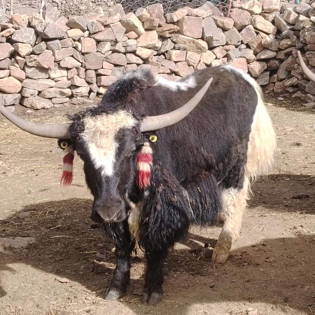 扎西德勒😃😃